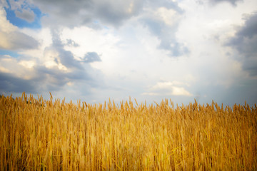 cloudy sky over golden field. rain before