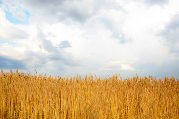 cloudy sky over golden field. rain before