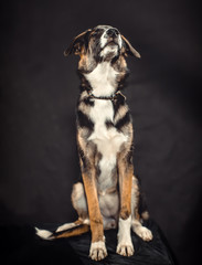 Dog on black background