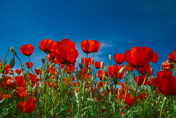 Wide meadow with rep poppies and deep blus sky
