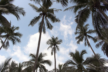 Fototapeta premium branch palm leaf trees on the cloud blue sky with beautiful suns