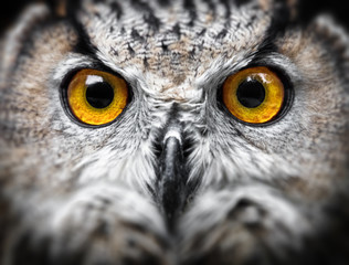 Owl Portrait. owl eyes - obrazy, fototapety, plakaty