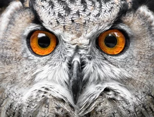 No drill roller blinds Owl Owl Portrait. owl eyes