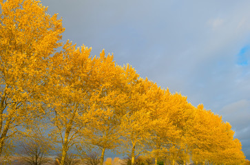 Fototapeta premium Trees with colorful yellow autumn leaves in sunlight