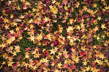 Maple Leaves at Old Temple in Kyoto.