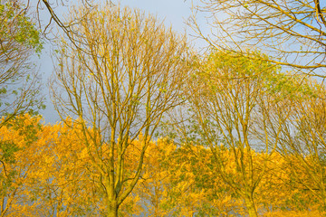 Trees with colorful  yellow autumn leaves in sunlight