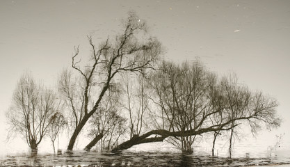 Abstraction from the trunks of trees reflected in water
