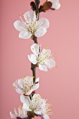 Fototapeta na wymiar apricot flowers