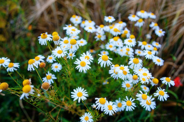 Summer field with white daisies