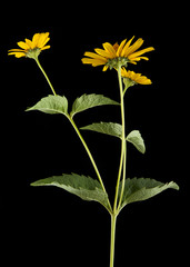 Fototapeta premium yellow Daisy flower