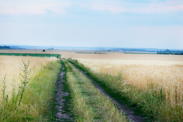 Gold wheat field and blue sky