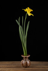 spring yellow daffodil flowers