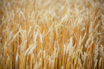 Gold wheat field and blue sky