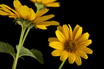 yellow Daisy flower