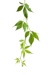 Obraz premium leaves of vine