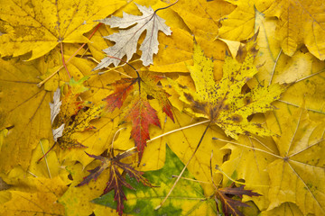 autumn yellow leaves