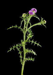 milk Thistle