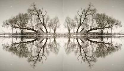 Gordijnen Abstract Abstraction from the trunks of trees reflected in water    © vomirak