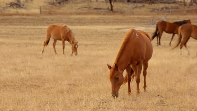 A team of horses grazing in yellow pasture, dry in the Australian summer, in the early morning light.