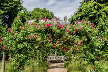 Fototapeta na wymiar Roses in beautiful Albert Kahn Park. Boulogne-Billancourt, Paris