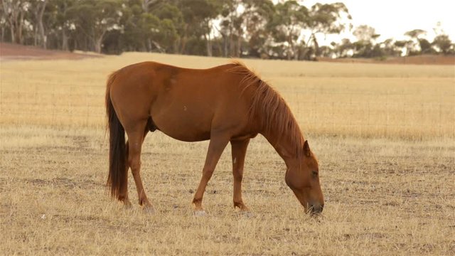 A horse grazing in dry pasture, dry in the Australian summer, in the early morning light.