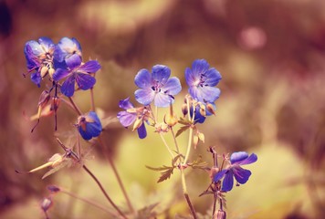 wildflowers 