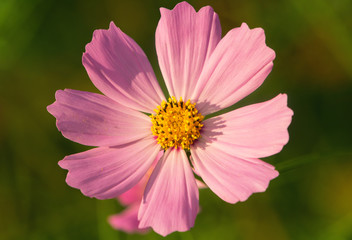 Obraz premium wildflowers 