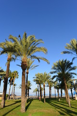 Fototapeta na wymiar Torremolinos - Provinz Malaga an der Costa del Sol