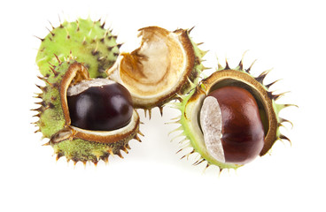 chestnut
