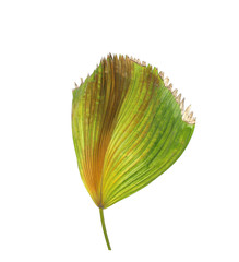 Green leaves of palm tree isolated on white background