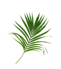 Green leaves of palm tree isolated on white background