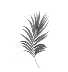 black leaves of palm tree isolated on white background