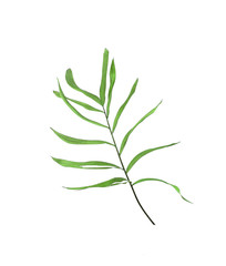 Green leaves of palm tree isolated on white background