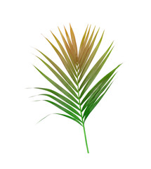 Green leaves of palm tree isolated on white background