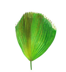 Green leaves of palm tree isolated on white background