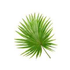 Backside ; Green leaves of palm tree isolated on white backgroun
