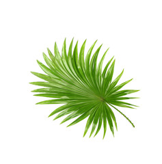 Backside ; Green leaves of palm tree isolated on white backgroun