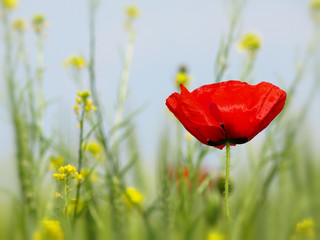 Obraz premium Summer wildflowers and clouds