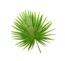 Backside ; Green leaves of palm tree isolated on white backgroun