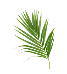 Obraz premium Green leaves of palm tree isolated on white background