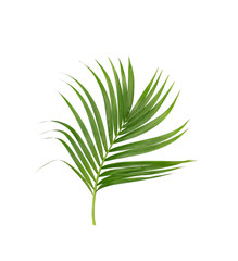 Green leaves of palm tree isolated on white background