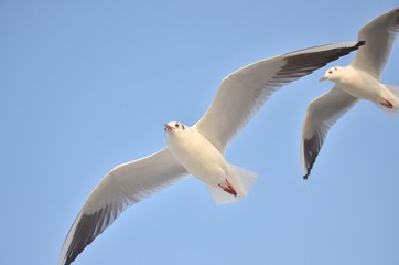 青空を飛ぶカモメ
