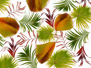 Fototapeta na wymiar leaves of palm tree background