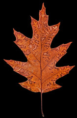 Fallen autumn leaf of oak, isolated on black background