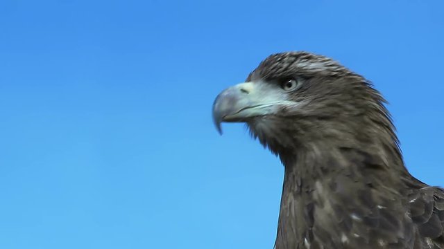 Sea Eagle Haliaeetus Albicilla is observing a target on on a windy and sunny day with beautiful blue sky in the mongolian steppe.