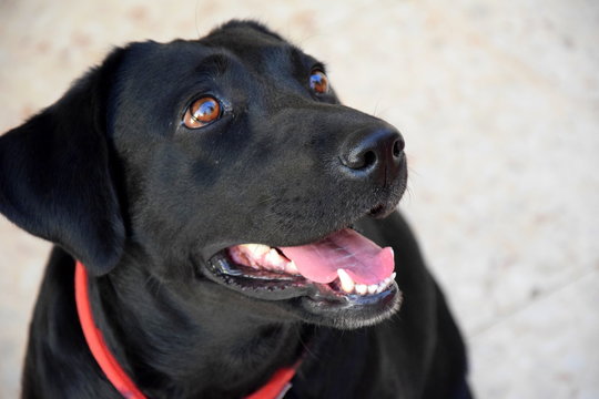 Black Labrador with brown eyes