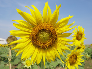 Beautiful sunflower with blur background. 