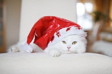 White fluffy Christmas cat - 127923904