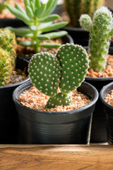The cactus in pot on wooden box