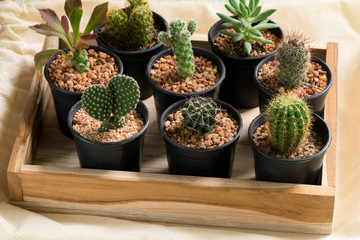 The cactus in pot on wooden box